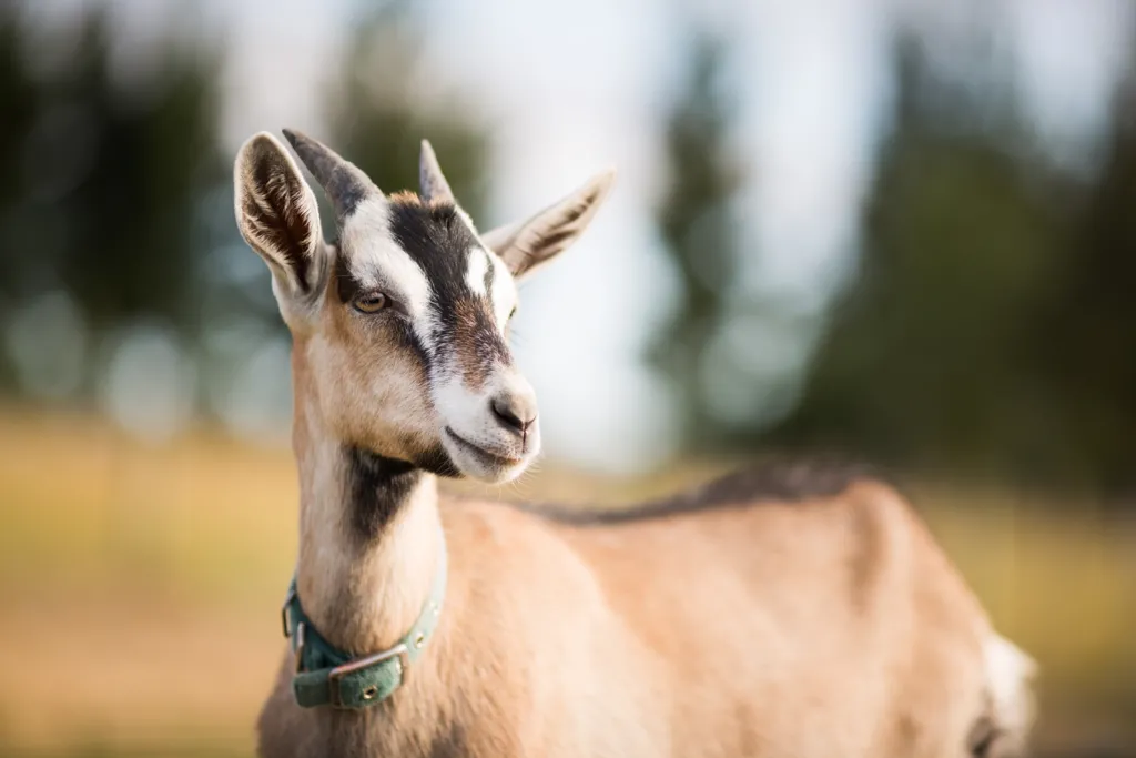 macro-shot-goat-looking-into-distance-field-daylight