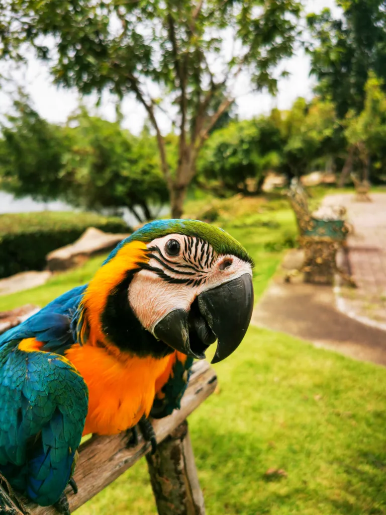 vertical-shot-macaw-parrot-perched-outdoors-park-daylight